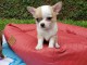 Chiots chihuahua femelle a donner 