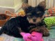 chiot Yorkshire &agrave; adopter 