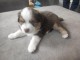 Adoption chiot berger australien 