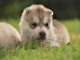 chiots sib&eacute;rien husky a donner 