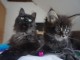Adoption chatons maine coon disponible 