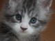 chaton Maine coon m&acirc;le a donner 