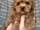 chiots cockapoo pour adoption 