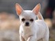 chiots chihuahua femelle a donner 