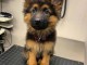 chiots berger allemand &agrave; adopter 