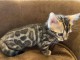 Je donne chaton Bengal disponible 