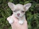 chiot chihuahua disponible de suite 