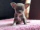 Chiots chihuahua &agrave; adopter 