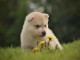 Chiots sib&eacute;rien husky a donner 