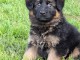 chiots berger allemand disponible 