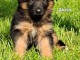 Je donne chiot berger allemand 