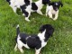 Chiots English Springer Spaniel a donner contre bon soin 