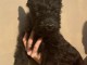 Chiot Scottish Terrier &agrave; adopter 