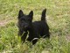 Chiot Scottish Terrier &agrave; adopter 