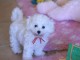 B&eacute;b&eacute; chiot bichon maltais &agrave; adopter 