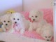 chiots bichon disponible pour adoption 