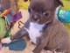 B&eacute;b&eacute; chiot chihuahua m&acirc;le a donner 