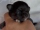 Adoption chiot chihuahua disponible 