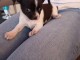 chiots chihuahua femelle a donner 