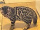 Adoption chatons Bengal LOOF 