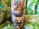 chaton Bengal m&acirc;le adorable 