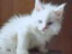 Chaton Maine coon adorable femelle a donner 