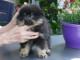 Dons chiot spitz nain Pom&eacute;ranie &agrave; vendre 