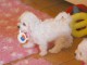 Adoption chiot bichon 