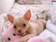 Adoption chiot chihuahua lof