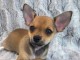 Dons chiot chihuahua femelle 