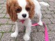 chiots cavalier king charle &agrave; adopter femelle 