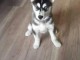 adorable chiot husky sib&eacute;rien &agrave; adopter m&acirc;le 