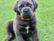 chiots Cane Corso a donner 