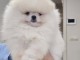 Chiots Spitz de Pom&eacute;ranie