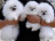 Chiots Pomeranian Teacup disponibles &agrave; la vente
