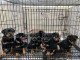 chiots rottweiler &agrave; adopter 