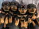 Je donne chiot rottweiler disponible 