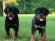 chiots rottweiler lof m&acirc;le et femelle pour adopter 