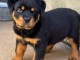 chiots rottweiler &agrave; donner femelle 