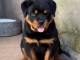 chiots rottweiler &agrave; donner 