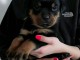 B&eacute;b&eacute; chiot rottweiler &agrave; donner 