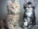 Adopter chaton Maine coon 
