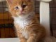 B&eacute;b&eacute; chaton Maine coon adorable 