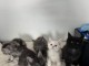 Chaton Maine coon &agrave; donner 