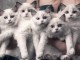 Port&eacute;e des chatons disponible ragdoll 