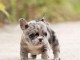Je donne chiot bouledogue fran&ccedil;ais 