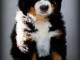Chiots bouvier bernois pour adoption 