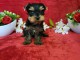 chiots Yorkshire terrier m&acirc;le a donner 