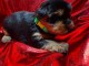 chiots Yorkshire terrier &agrave; donner 