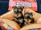 chiots Yorkshire disponible pour adoption 